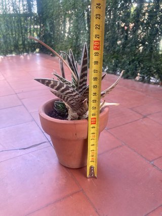Planta Aloe variegata con macetero