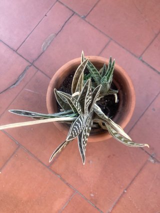 Planta Aloe variegata con macetero