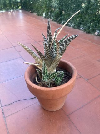Planta Aloe variegata con macetero