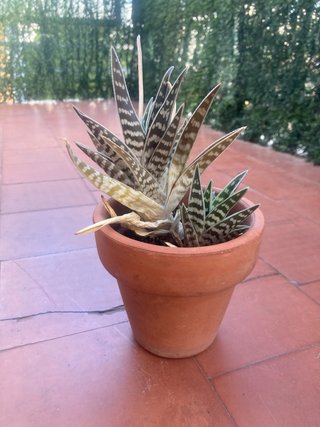 Planta Aloe variegata con macetero