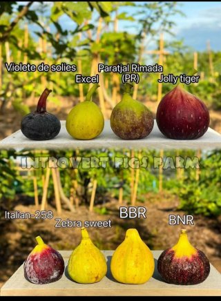 Esquejes enraizados y sin enraizar de higuera