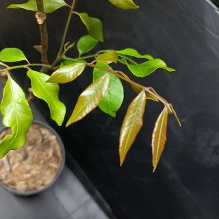 Dimocarpus Longan Khohala