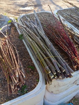 Esquejes de higuera con raíces