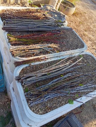 Esquejes de higuera con raíces