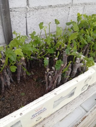Esquejes de higuera con raíces