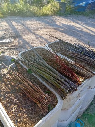 Esquejes de higuera con raíces