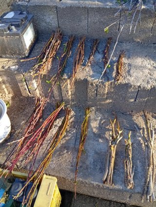 Esquejes de higuera con raíces