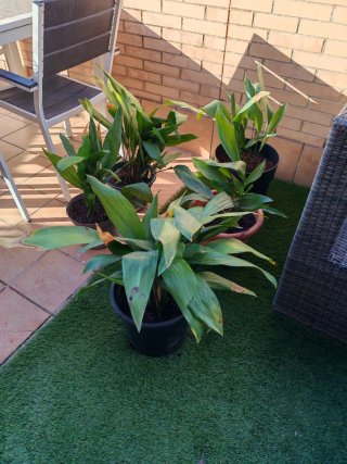 Planta Aspidistra