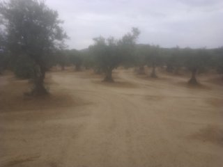 Olivar