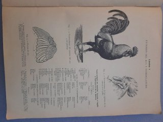 Libro antiguo "El arte de criar gallinas