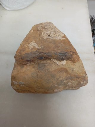 Fósil de Madera
