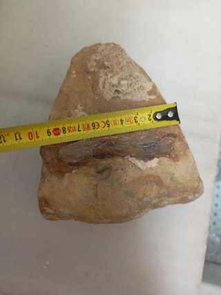 Fósil de Madera