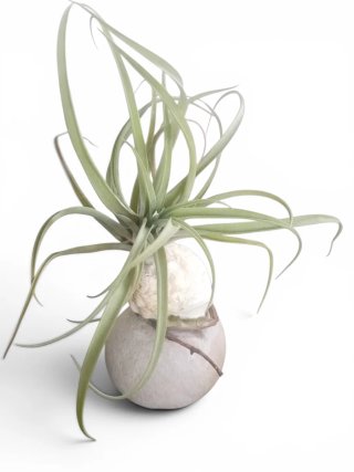 Tillandsia con caracola y canto de río