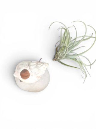 Tillandsia con caracola y canto de río