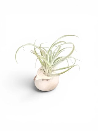 Tillandsia con caracola y canto de río