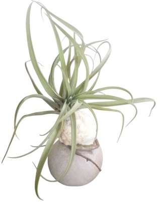 Tillandsia con caracola y canto de río