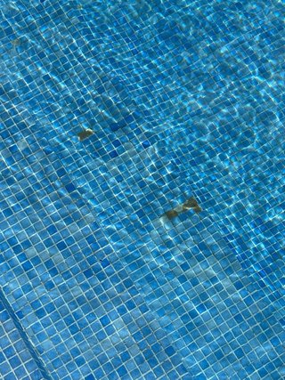 Se ofrece mantenimiento de piscinas y de jardines.