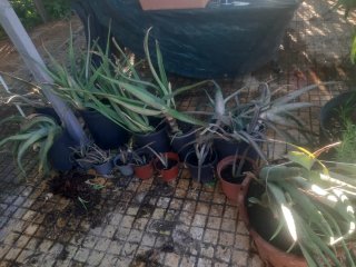 Macetas Aloe Vera planta natural