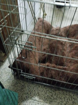 Jaula para mascotas con colchón