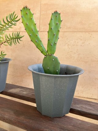 Cactus Opuntia varios tamaños
