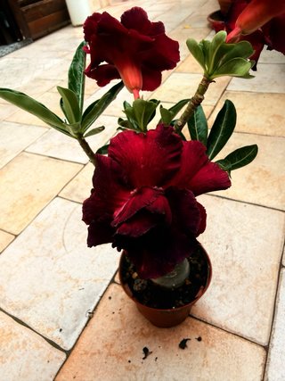 Adenium Black Dragon