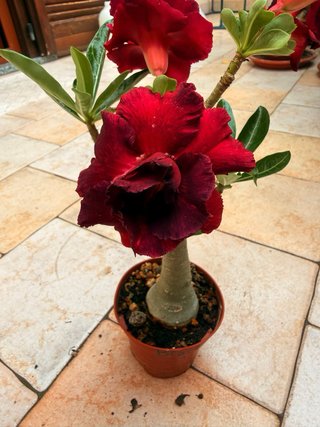 Adenium Black Dragon
