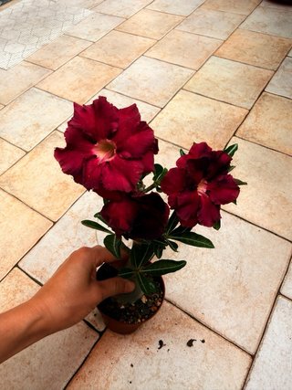 Adenium Black Dragon