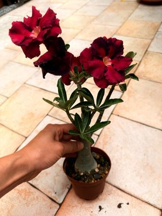 Adenium Black Dragon