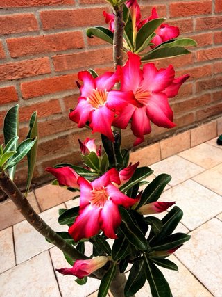 Adenium Obesum Pianta Fiorita