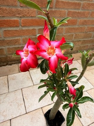 Adenium Obesum Pianta Fiorita