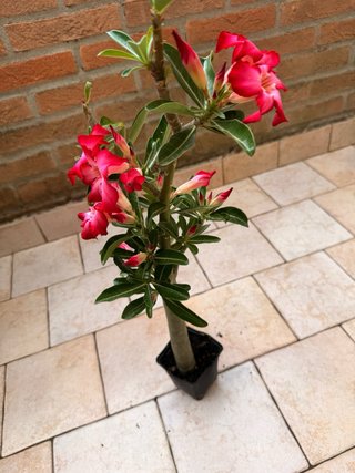 Adenium Obesum Pianta Fiorita