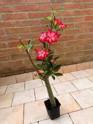 Adenium Obesum Pianta Fiorita