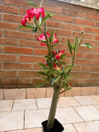 Adenium Obesum Pianta Fiorita