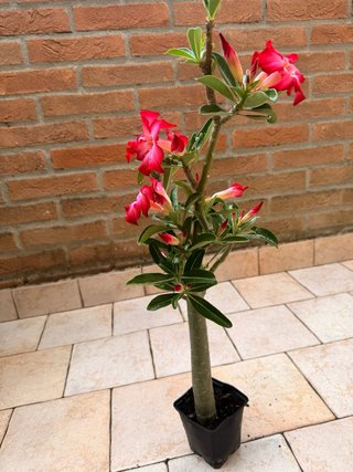 Adenium Obesum Pianta Fiorita