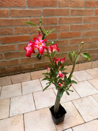 Adenium Obesum Pianta Fiorita