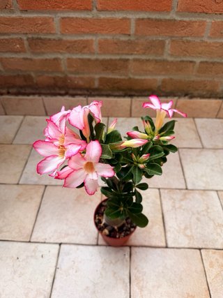 Adenium Obesum Pianta Fiorita