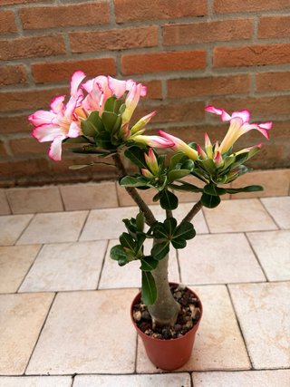 Adenium Obesum Pianta Fiorita