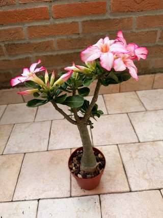 Adenium Obesum Pianta Fiorita