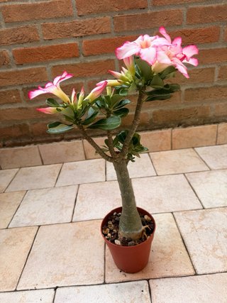 Adenium Obesum Pianta Fiorita