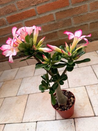 Adenium Obesum Pianta Fiorita