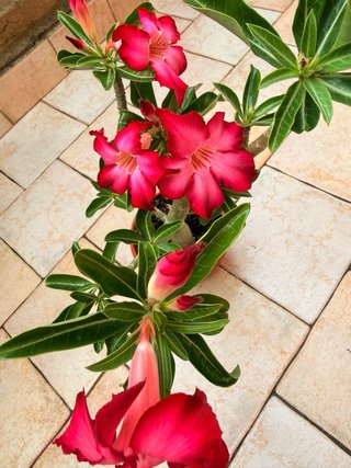 Adenium Obesum Pianta Fiorita