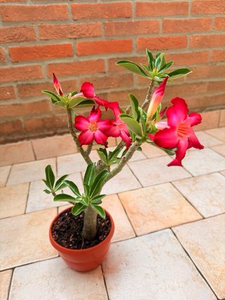 Adenium Obesum Pianta Fiorita