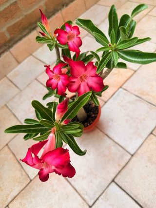Adenium Obesum Pianta Fiorita