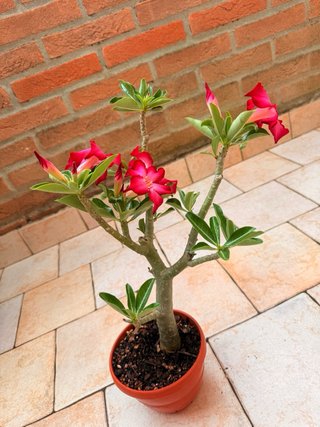 Adenium Obesum Pianta Fiorita
