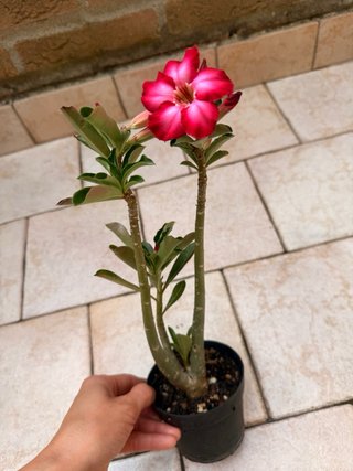 Adenium Obesum Fiore Rosso