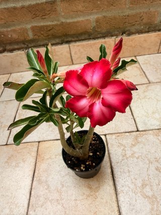 Adenium Obesum Fiore Rosso