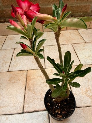 Adenium Obesum Fiore Rosso