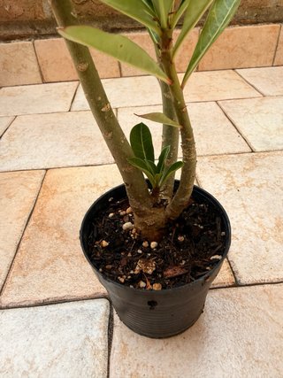 Adenium Obesum Fiore Rosso