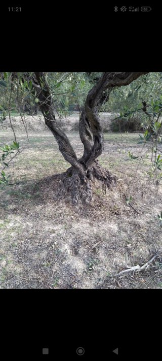 Desbroce y limpieza de olivos