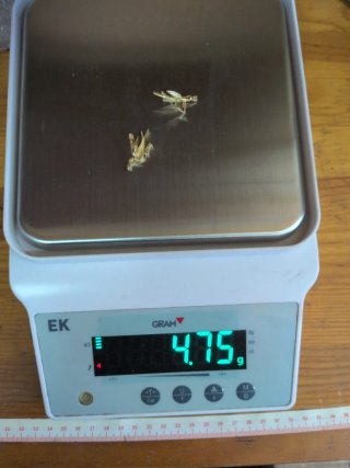 Pendientes Pájaro Oro 18K y Circonitas